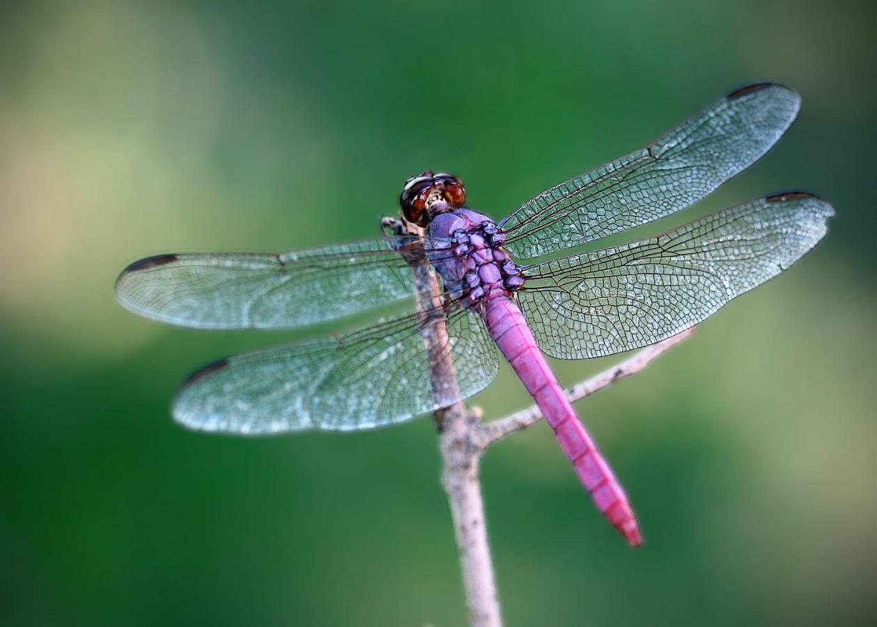 Апартаменти Dragonfly Брно Екстер'єр фото
